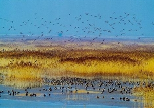 我們默默守候，只為你按時(shí)歸來(lái) 宗保東灘鳥(niǎo)類(lèi)保護區項目側記